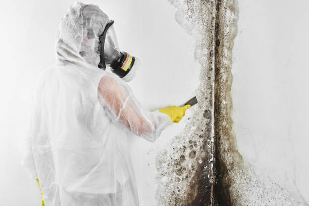 Best HVAC Mold Remediation in Seminole, TX