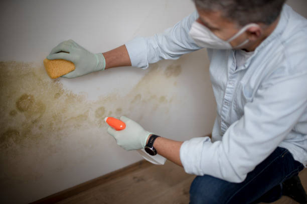 Best Residential Mold Remediation in Seminole, TX