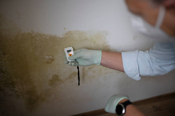 Best Post-Flood Mold Remediation in Seminole, TX