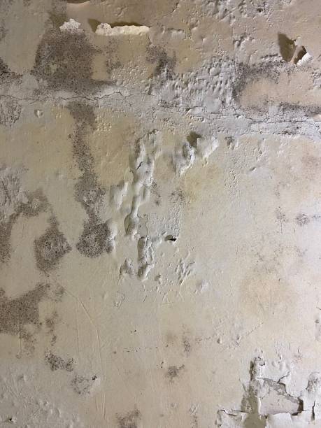 Best Bathroom Mold Remediation in Seminole, TX