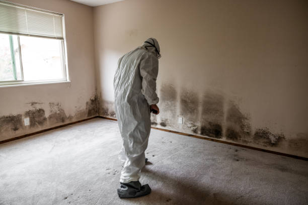 Best Commercial Mold Remediation in Seminole, TX
