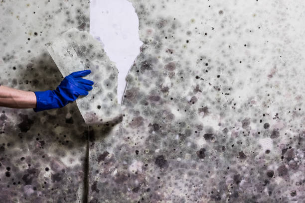 Best Basement Mold Remediation in Seminole, TX